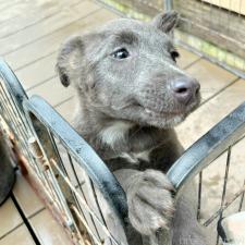 ♀︎ミックス犬