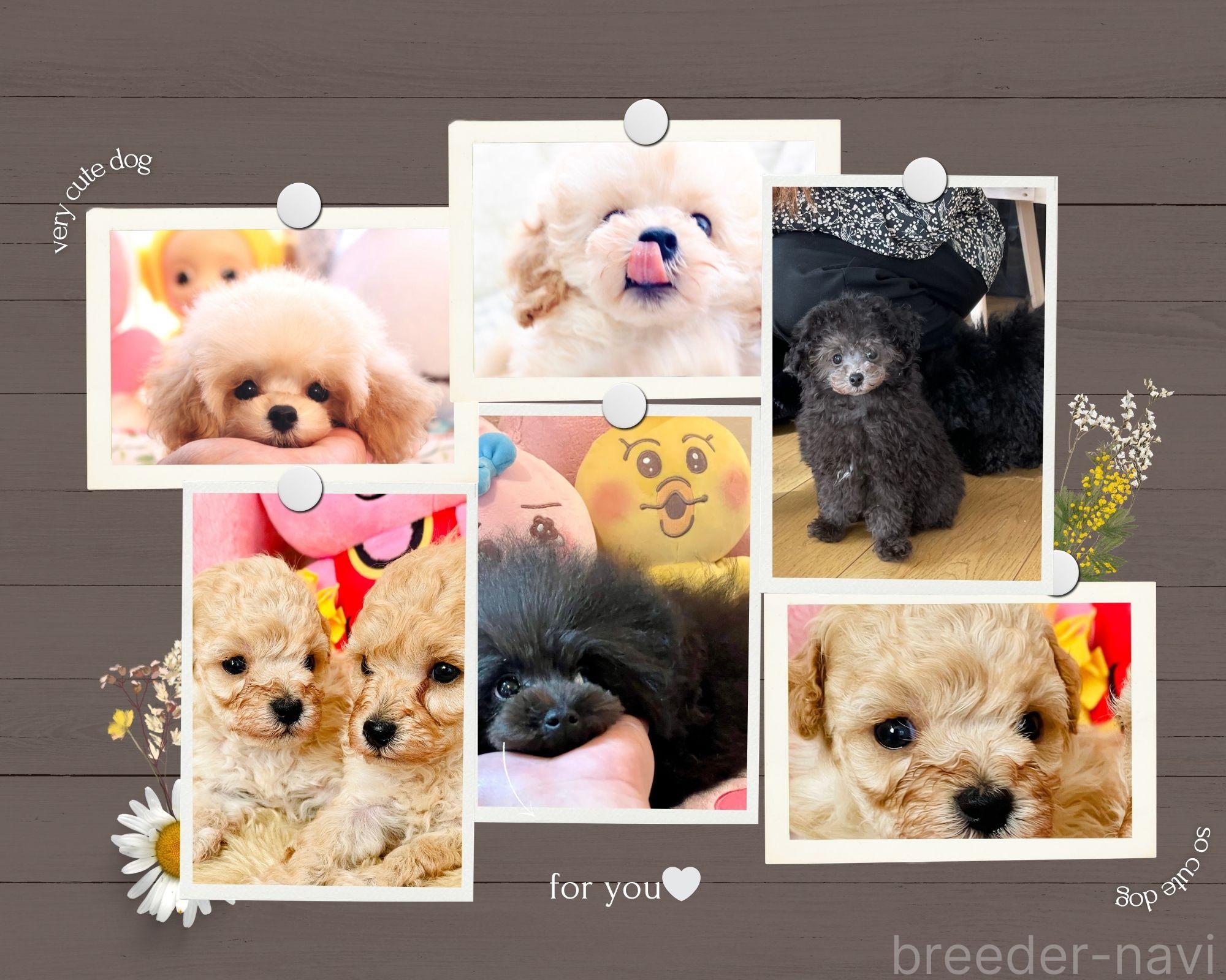 榊原ブリーダー