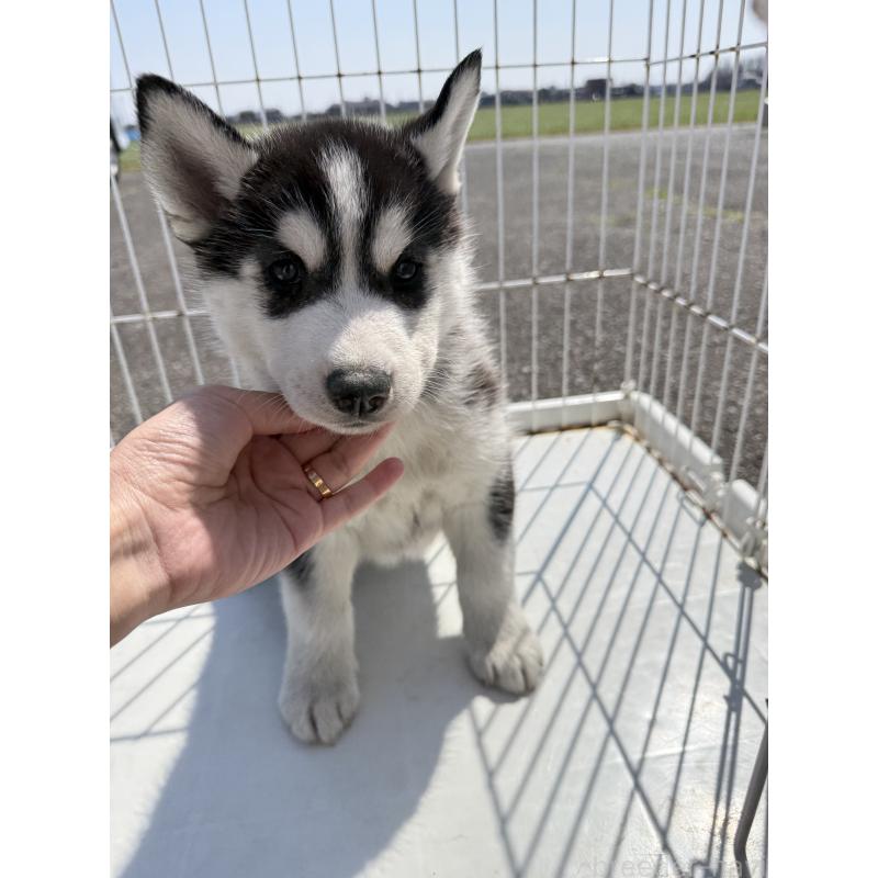 販売中の岐阜県のシベリアンハスキー-453596の3枚目