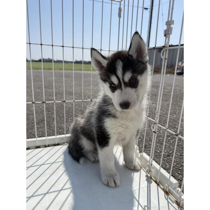 販売中の岐阜県のシベリアンハスキー-453598の3枚目