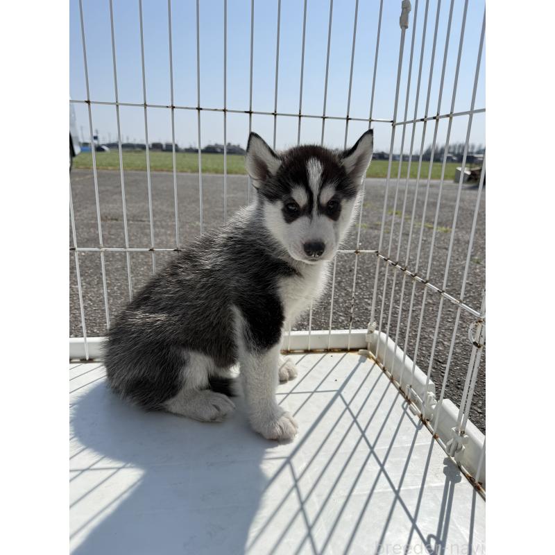 販売中の岐阜県のシベリアンハスキー-453598の2枚目