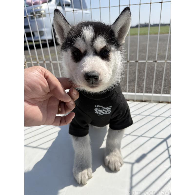 販売中の岐阜県のシベリアンハスキー-453600の4枚目