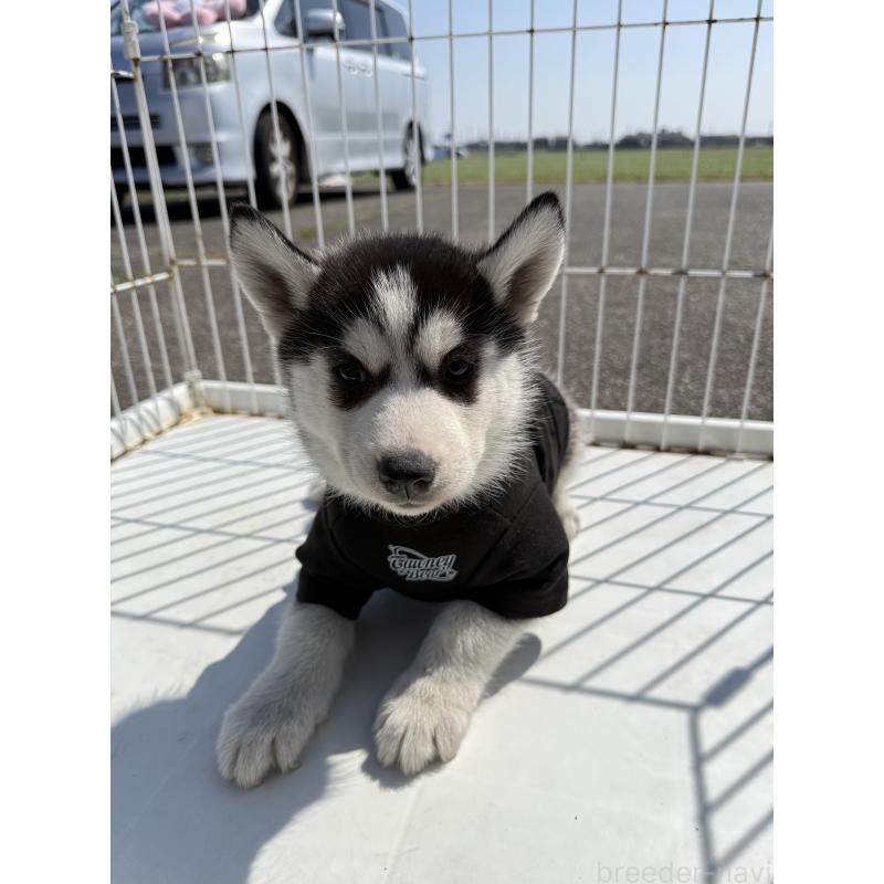販売中の岐阜県のシベリアンハスキー-453600の3枚目