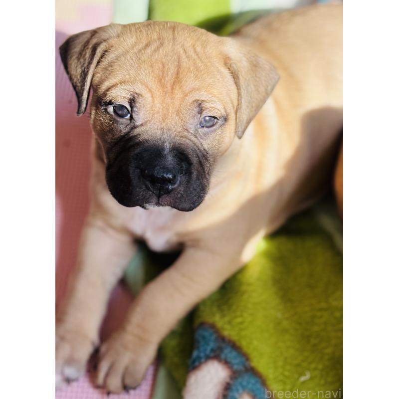 販売中の神奈川県のアメリカンピットブルテリア-445377