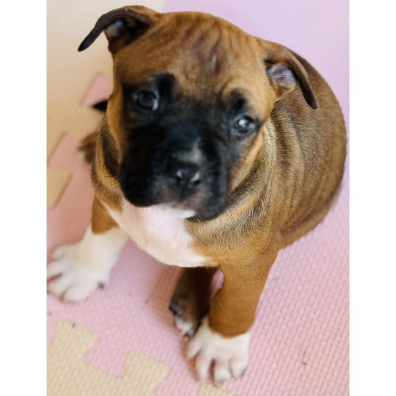 販売中の神奈川県のアメリカンピットブルテリア-445370