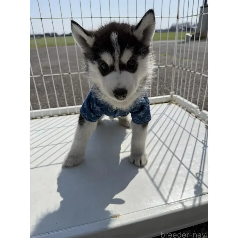 販売中の岐阜県のシベリアンハスキー-453601の4枚目