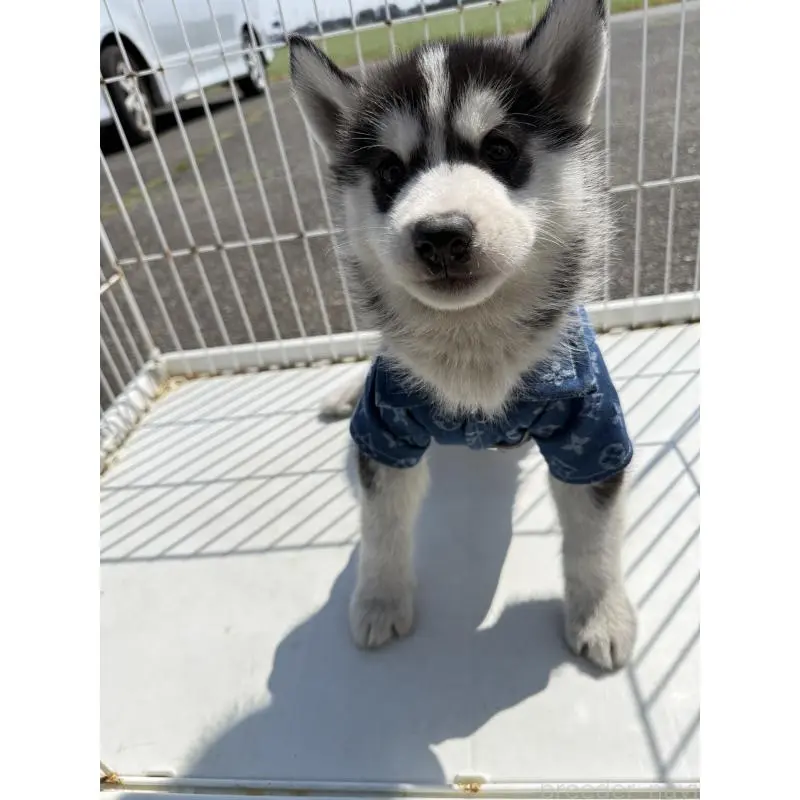 販売中の岐阜県のシベリアンハスキー-453601の3枚目