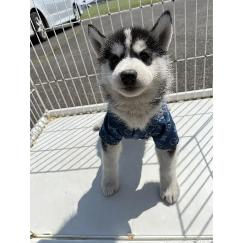 販売中の岐阜県のシベリアンハスキー-453601の2枚目