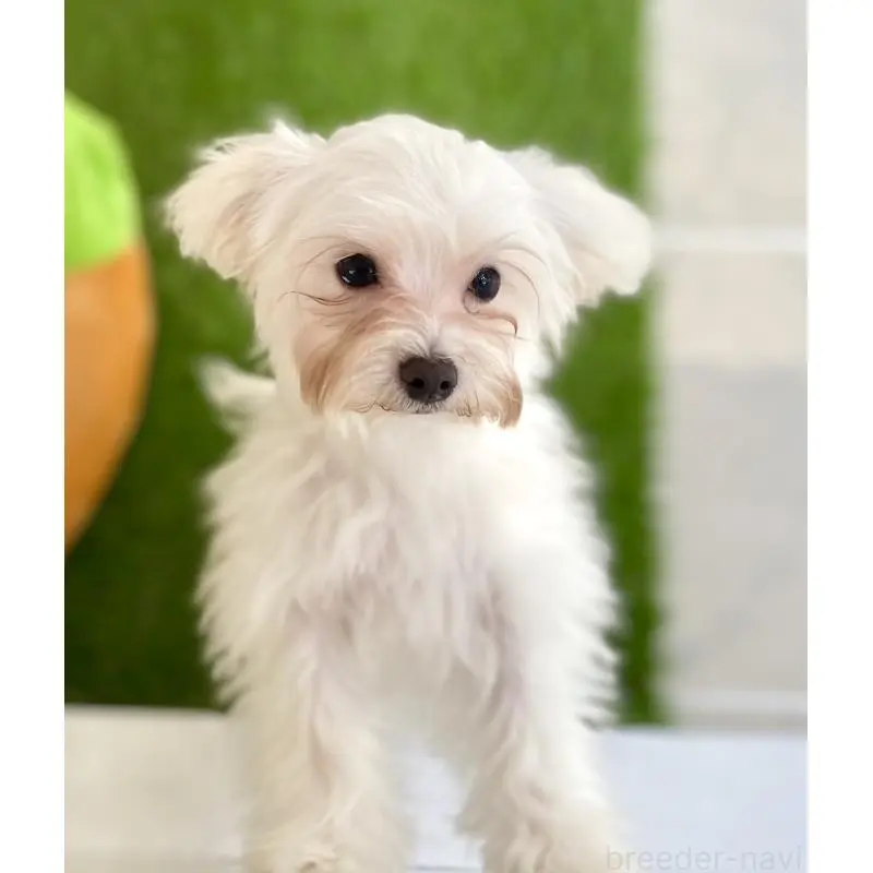 販売中の静岡県のマルプー:マルチーズ×トイプードル-453602の4枚目