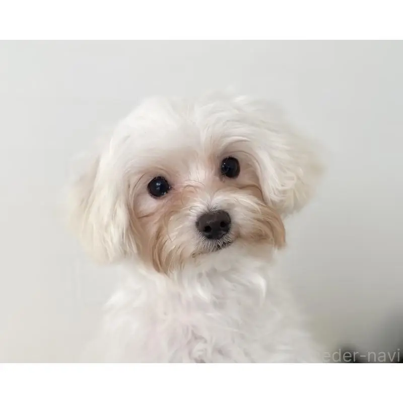 販売中の静岡県のマルプー:マルチーズ×トイプードル-453602の3枚目