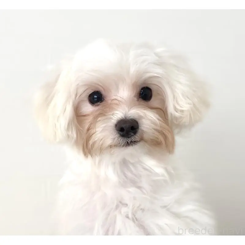 販売中の静岡県のマルプー:マルチーズ×トイプードル-453602の2枚目