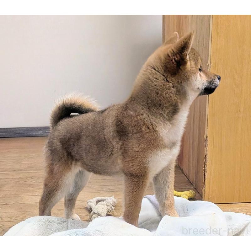 販売中の秋田県の柴犬-434428の5枚目
