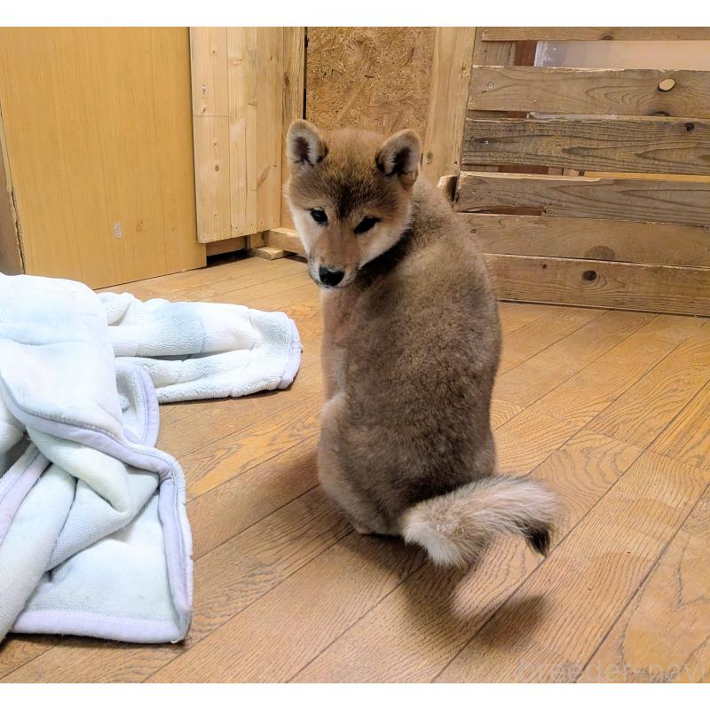 販売中の秋田県の柴犬-434428の4枚目
