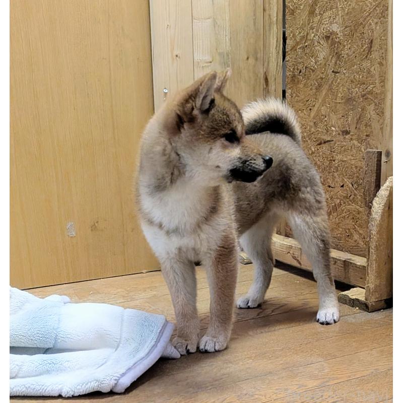 販売中の秋田県の柴犬-434428の3枚目