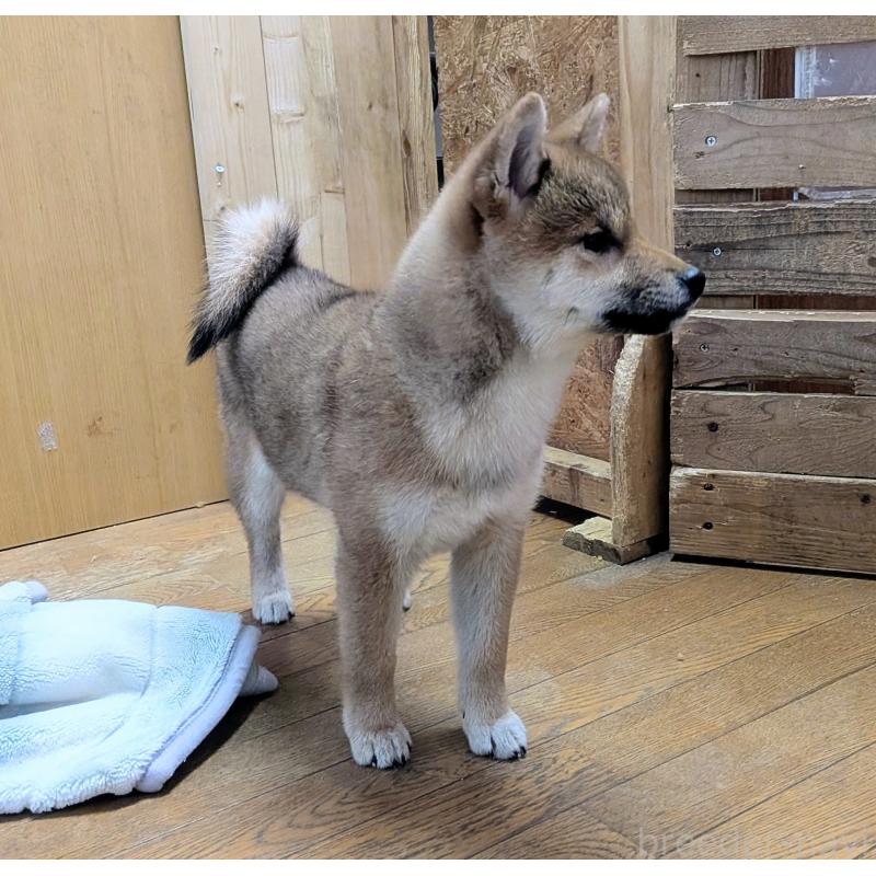 販売中の秋田県の柴犬-434428の2枚目