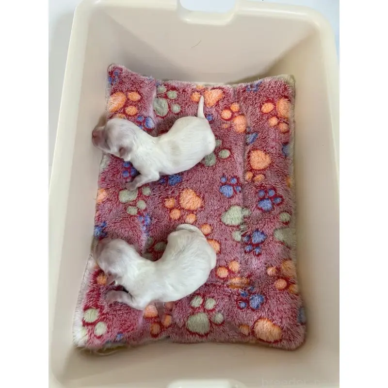 販売中の福岡県のマルチーズ-453604の3枚目