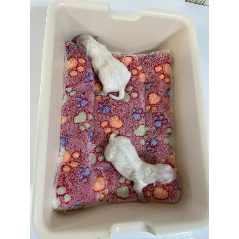 販売中の福岡県のマルチーズ-453604の2枚目