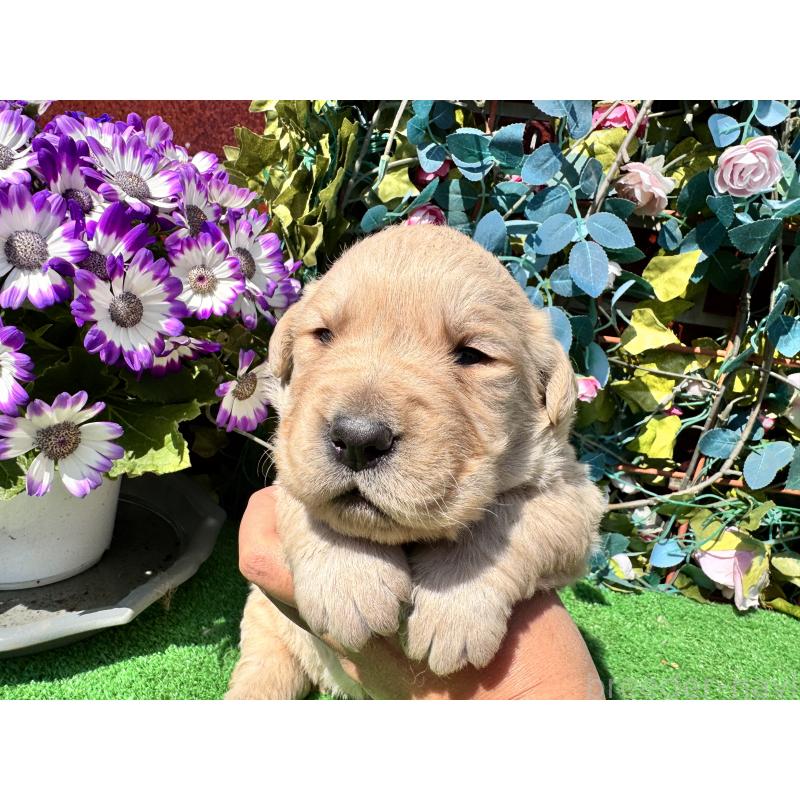 販売中の茨城県のミックス犬-453441の4枚目