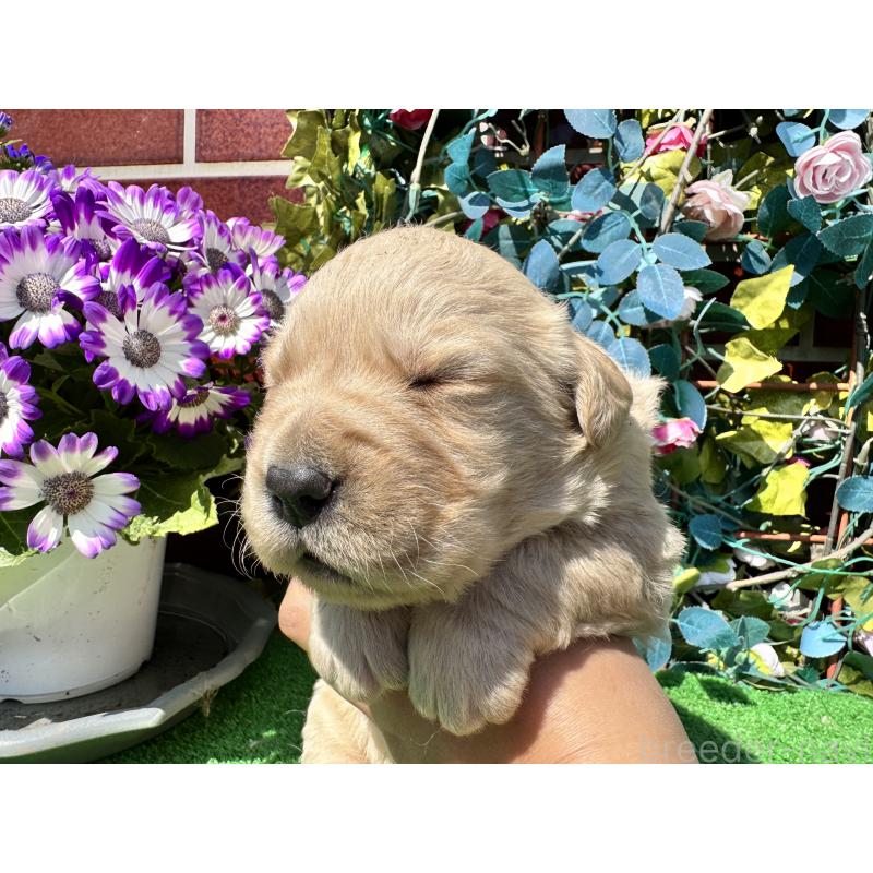 販売中の茨城県のミックス犬-453441の3枚目