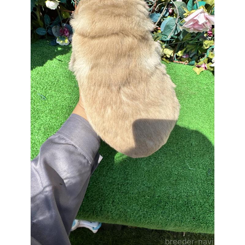 販売中の茨城県のミックス犬-453441の2枚目