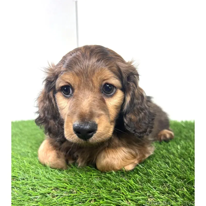 販売中の埼玉県のミニチュアダックスフンド(ロングヘアード)-453608の13枚目