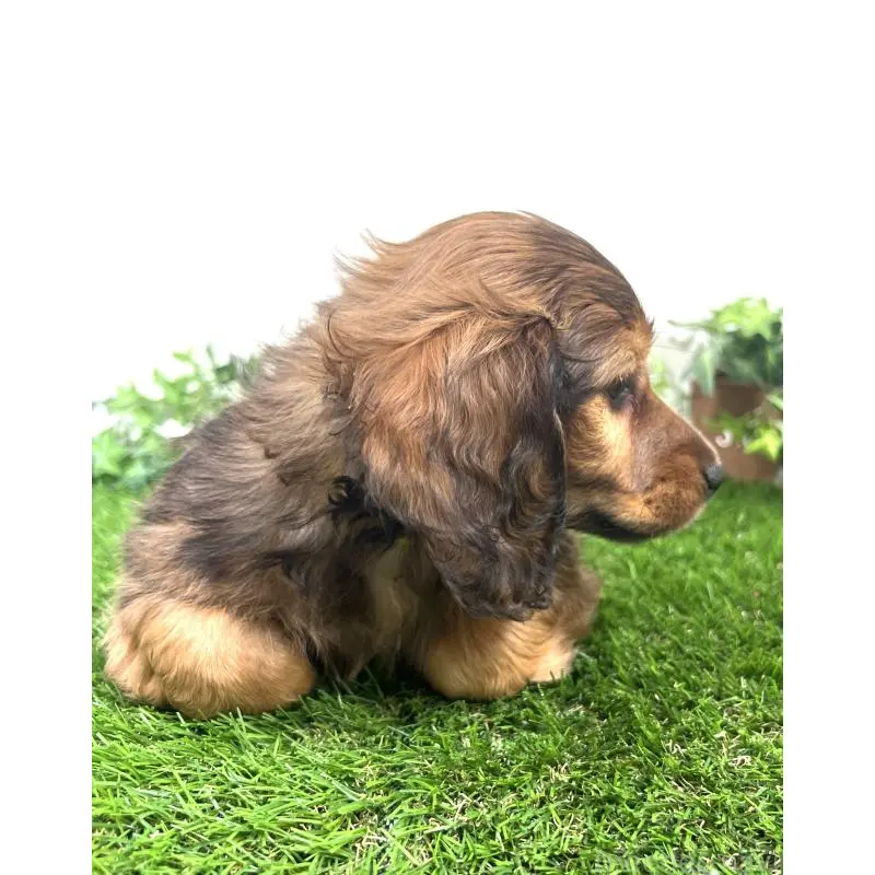 販売中の埼玉県のミニチュアダックスフンド(ロングヘアード)-453608の12枚目