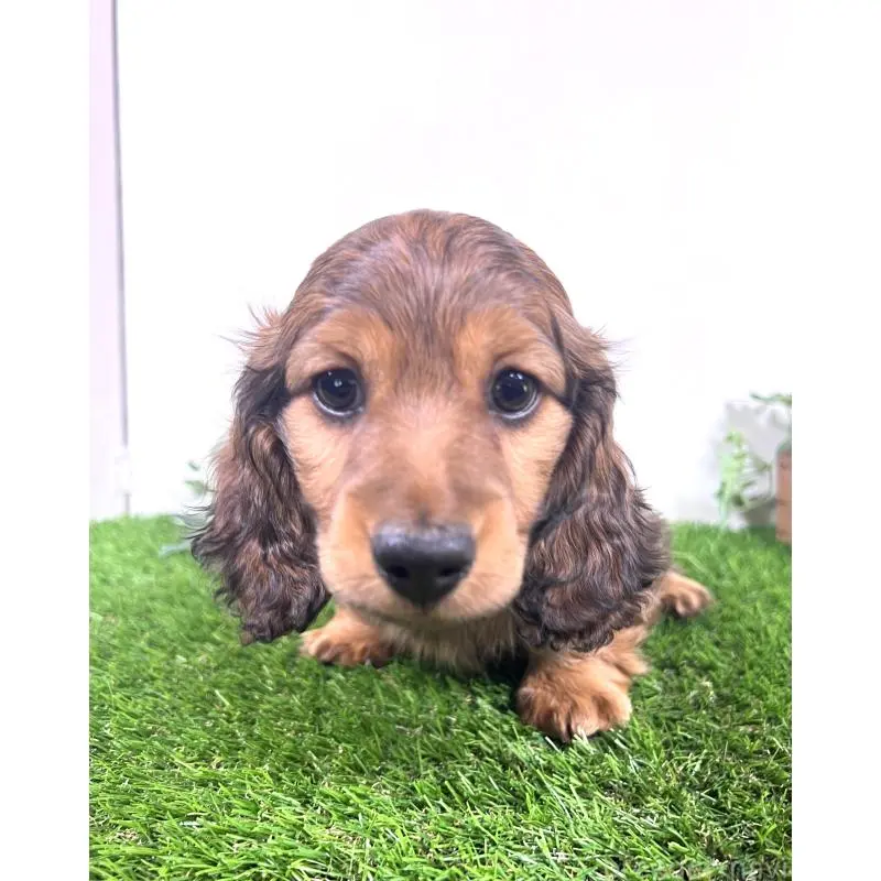 販売中の埼玉県のミニチュアダックスフンド(ロングヘアード)-453608の11枚目