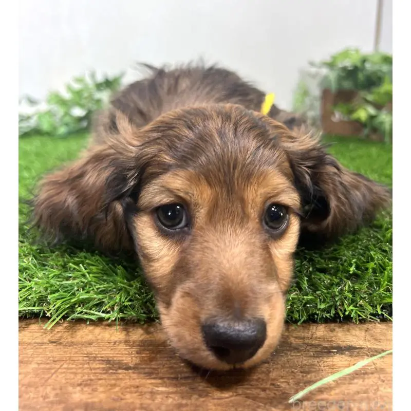 販売中の埼玉県のミニチュアダックスフンド(ロングヘアード)-453608の10枚目