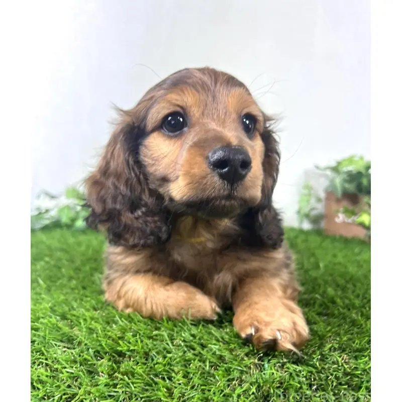 販売中の埼玉県のミニチュアダックスフンド(ロングヘアード)-453608の9枚目