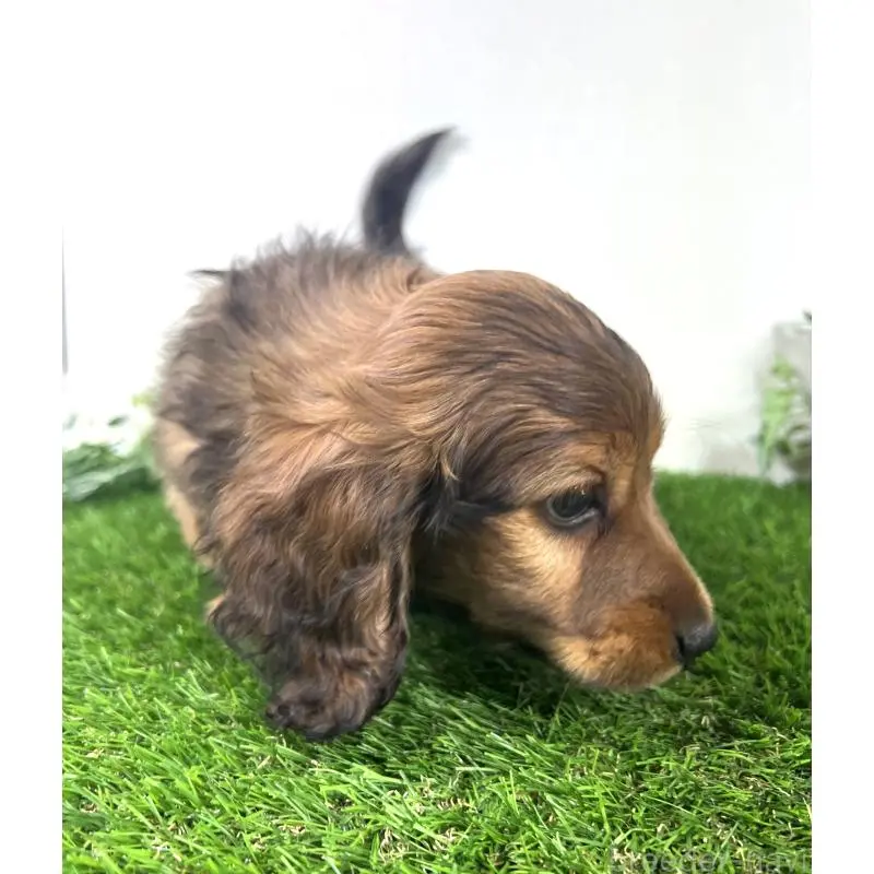 販売中の埼玉県のミニチュアダックスフンド(ロングヘアード)-453608の8枚目