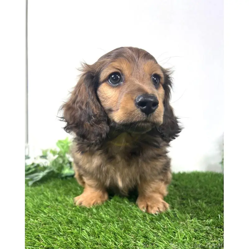 販売中の埼玉県のミニチュアダックスフンド(ロングヘアード)-453608の5枚目