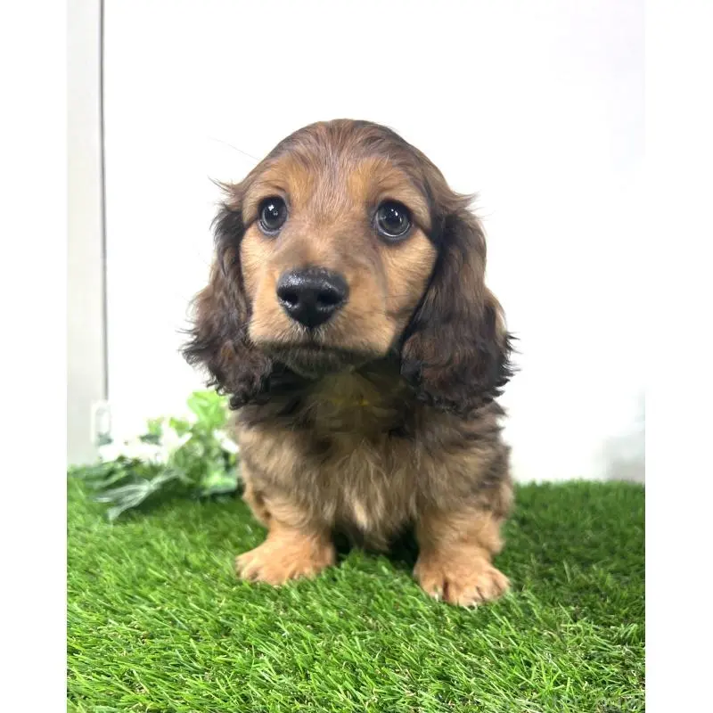 販売中の埼玉県のミニチュアダックスフンド(ロングヘアード)-453608の4枚目