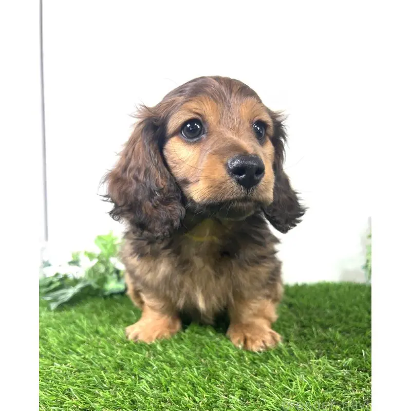 販売中の埼玉県のミニチュアダックスフンド(ロングヘアード)-453608の3枚目