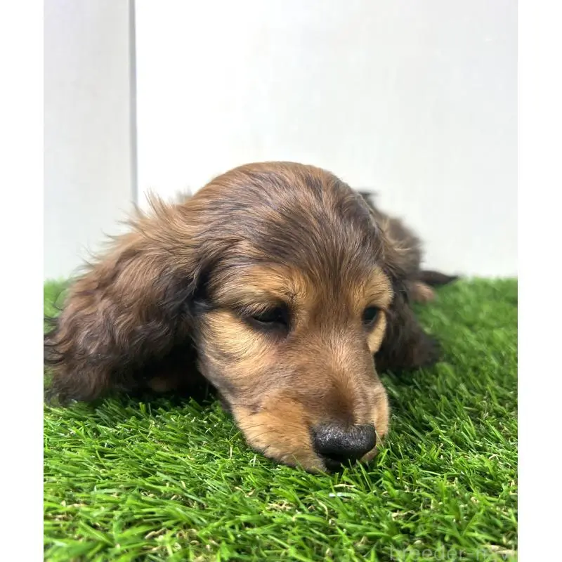 販売中の埼玉県のミニチュアダックスフンド(ロングヘアード)-453608の2枚目