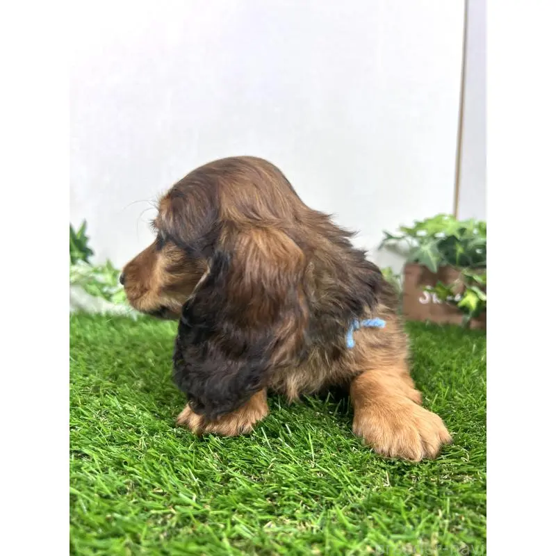 販売中の埼玉県のミニチュアダックスフンド(ロングヘアード)-453609の14枚目