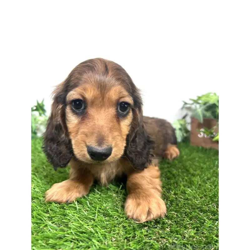 販売中の埼玉県のミニチュアダックスフンド(ロングヘアード)-453609の13枚目