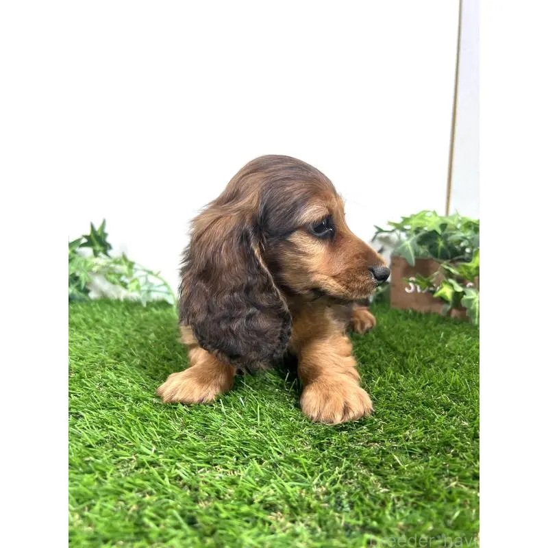 販売中の埼玉県のミニチュアダックスフンド(ロングヘアード)-453609の12枚目