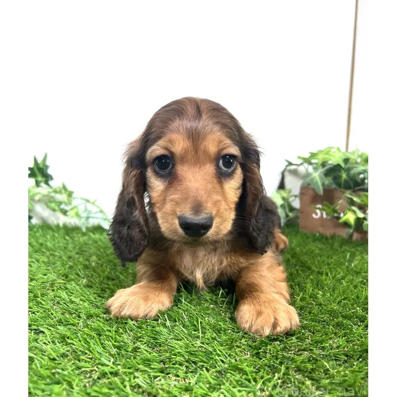 販売中の埼玉県のミニチュアダックスフンド(ロングヘアード)-453609の11枚目