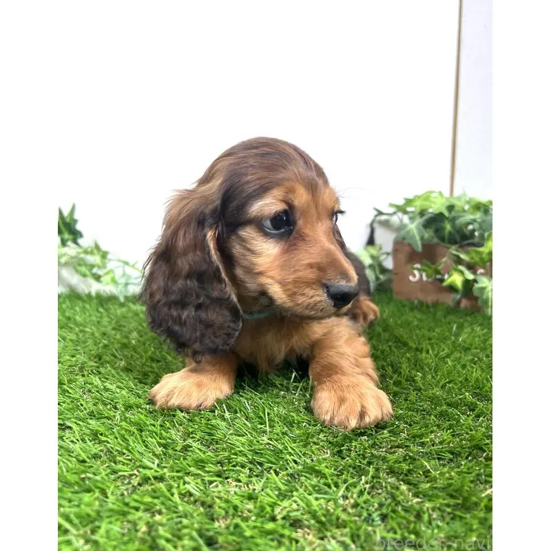 販売中の埼玉県のミニチュアダックスフンド(ロングヘアード)-453609の10枚目