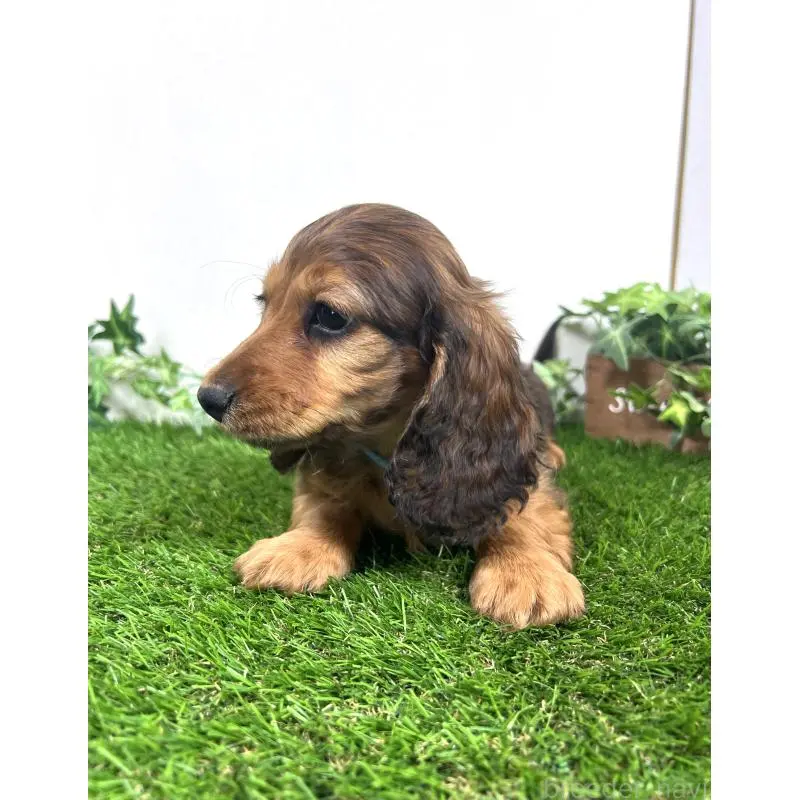 販売中の埼玉県のミニチュアダックスフンド(ロングヘアード)-453609の9枚目