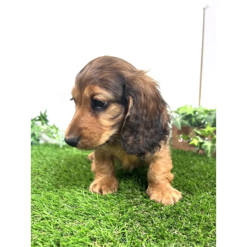 販売中の埼玉県のミニチュアダックスフンド(ロングヘアード)-453609の8枚目