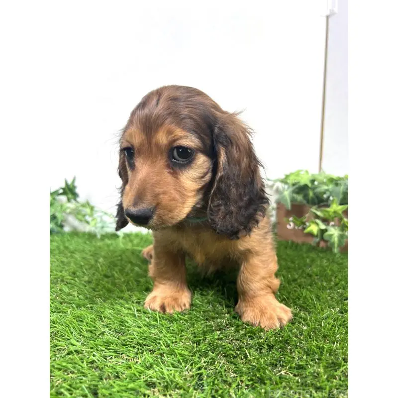 販売中の埼玉県のミニチュアダックスフンド(ロングヘアード)-453609の7枚目