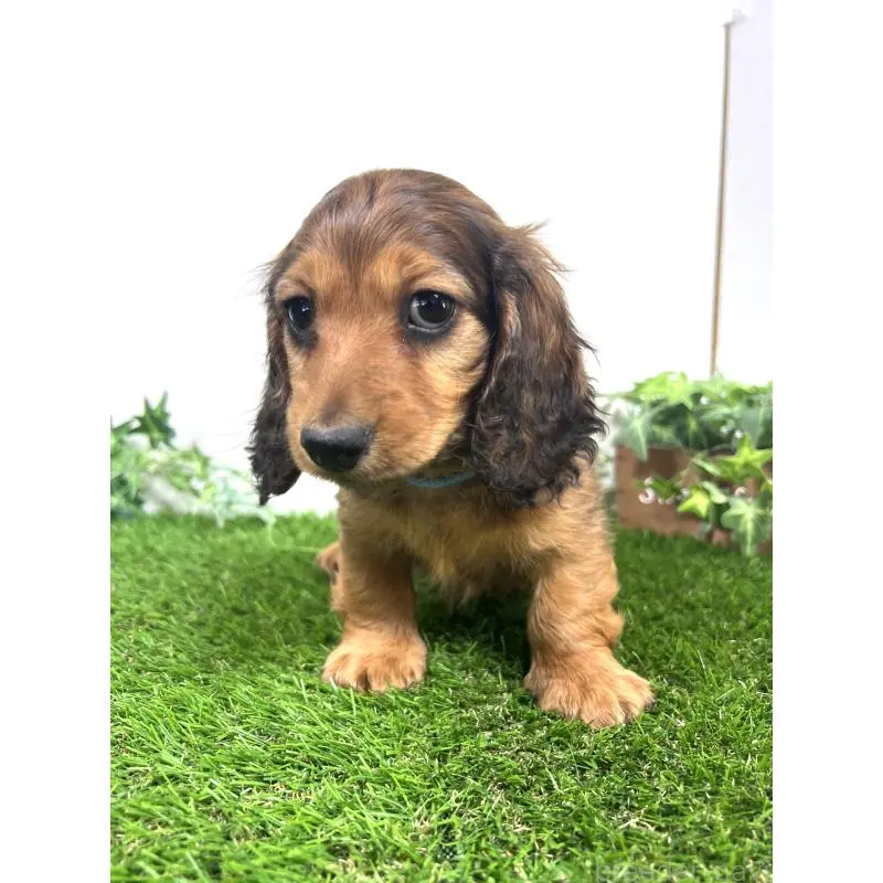 販売中の埼玉県のミニチュアダックスフンド(ロングヘアード)-453609の6枚目