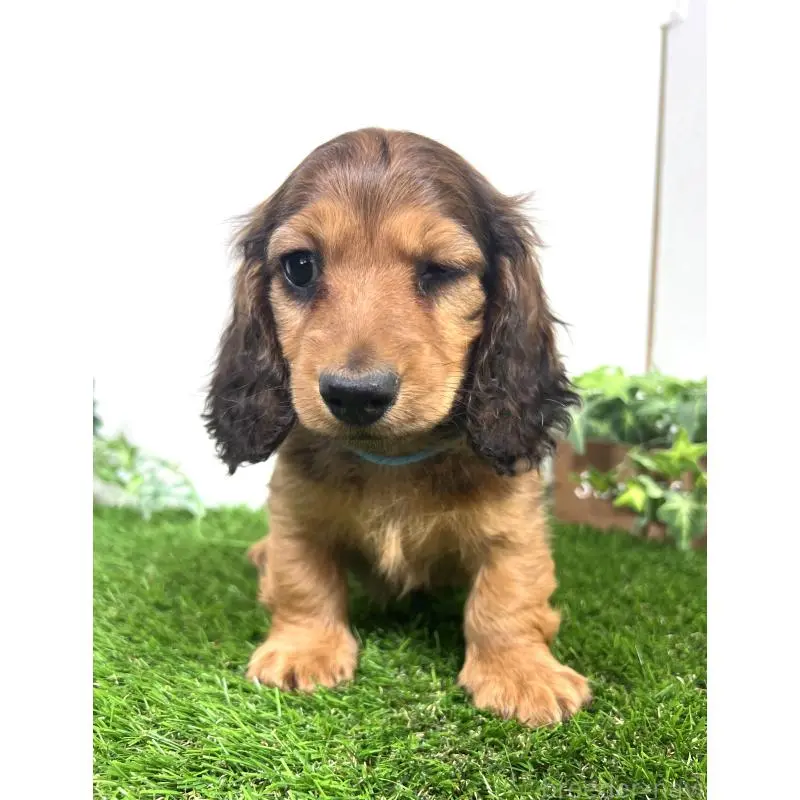 販売中の埼玉県のミニチュアダックスフンド(ロングヘアード)-453609の5枚目