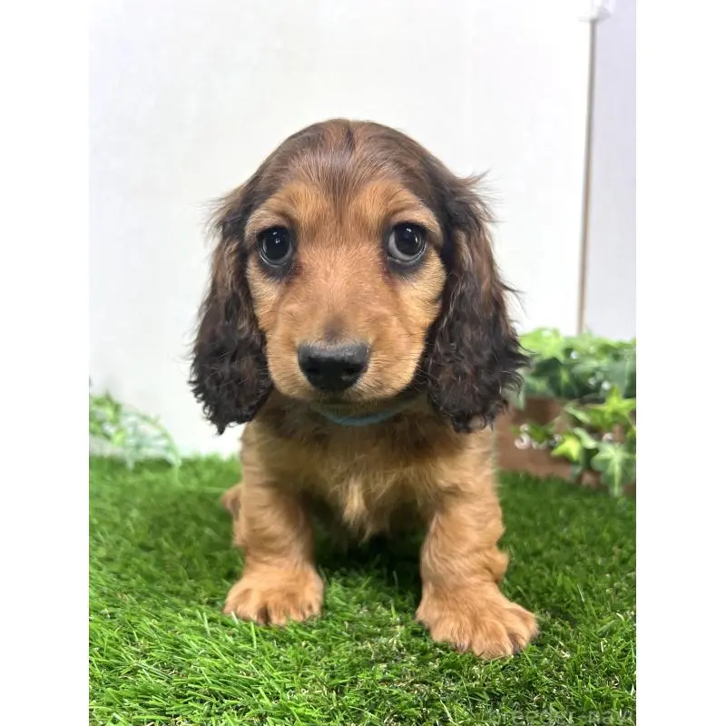 販売中の埼玉県のミニチュアダックスフンド(ロングヘアード)-453609の4枚目