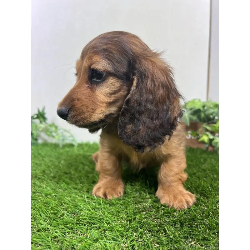 販売中の埼玉県のミニチュアダックスフンド(ロングヘアード)-453609の3枚目