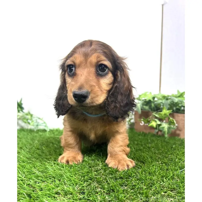 販売中の埼玉県のミニチュアダックスフンド(ロングヘアード)-453609の2枚目