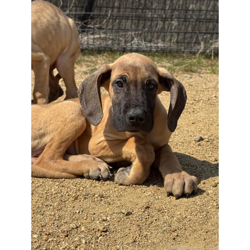 販売中の徳島県のグレートデン-453611の2枚目