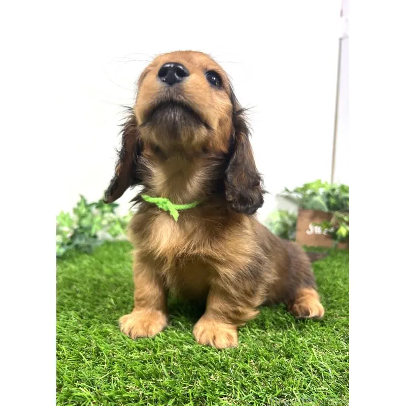 販売中の埼玉県のミニチュアダックスフンド(ロングヘアード)-453610の13枚目