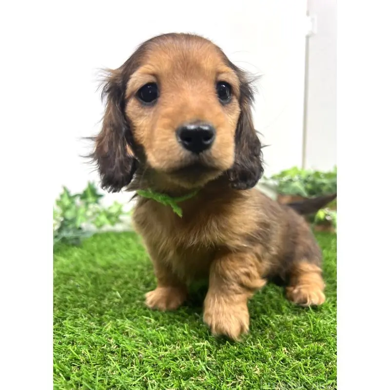 販売中の埼玉県のミニチュアダックスフンド(ロングヘアード)-453610の12枚目